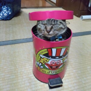 ゴミ箱に入ってスヤア。愛猫のコミカルな姿がTwitterで話題。