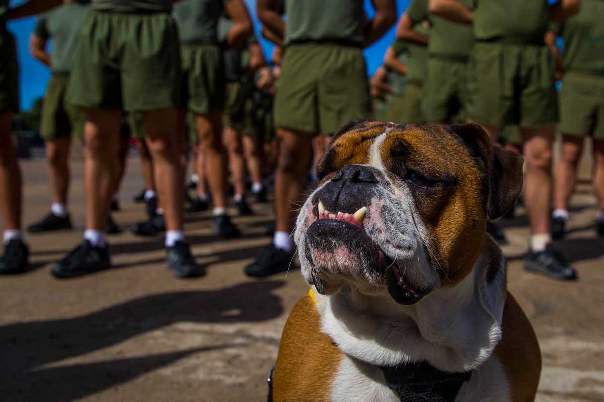 新兵訓練を見守るアメリカ海兵隊のマスコット犬「マニー上等兵」