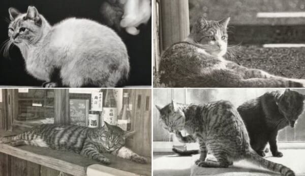 被写体の猫を忠実に再現。　鉛筆で写実的に描く「ねこの鉛筆画家」。