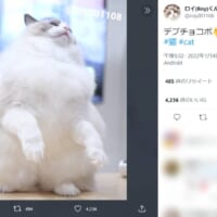 FF「デブチョコボ」そっくりの猫ちゃんに「BGMが脳内再生される」