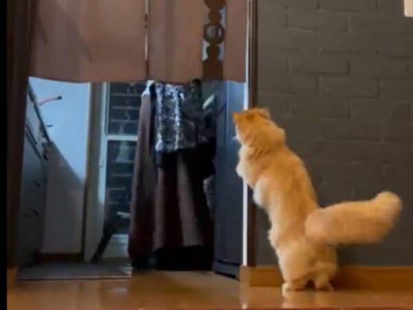 「べ……別に見てないんだからね！」ツンデレ猫ちゃんのかわいい出待ち　
