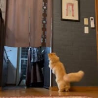 洗い物中の飼い主さんをじっと見つめるエマちゃん