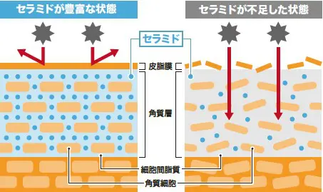 「パイナップル由来グルコシルセラミド」