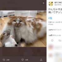 ぽてちくんの表情に思わずクスっとしてしまう方が続出