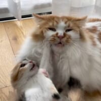 やんちゃな子猫と遊ぶお兄ちゃん猫　ゲッソリした表情に励ましの声