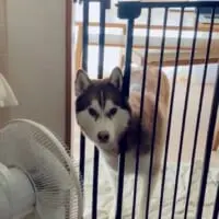 録られていることに気付いた北斎くん