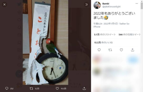 早くも2022年終了のお知らせ？カレンダーを引き裂いたインコさん