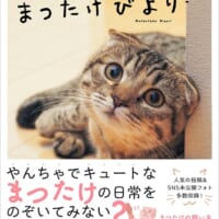 人気猫まつたけちゃんのフォトエッセイが発売　未公開写真も多数収録