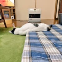 ストーブの前で溶けるニャンコがまるで「休日のおじさん」