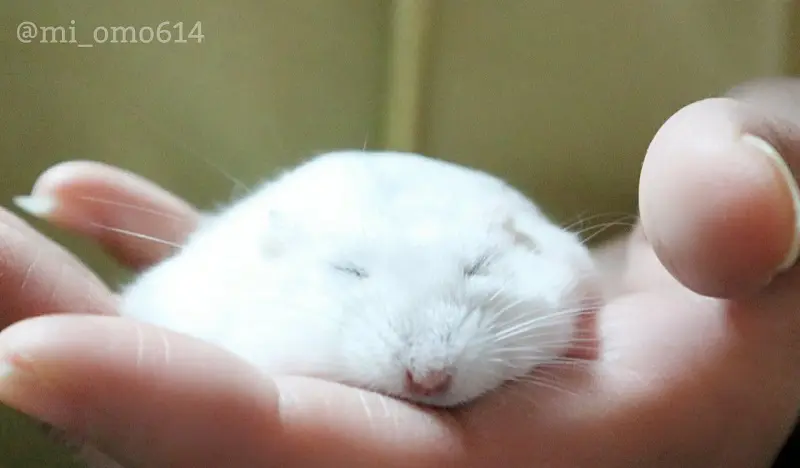 飼い主さんの手のひらで撫でられながら眠るのが日課