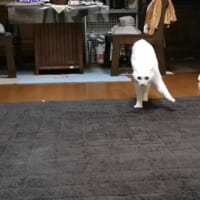 アニメのような歩き方　カメラに向かってオラつく猫ちゃんにクスッ