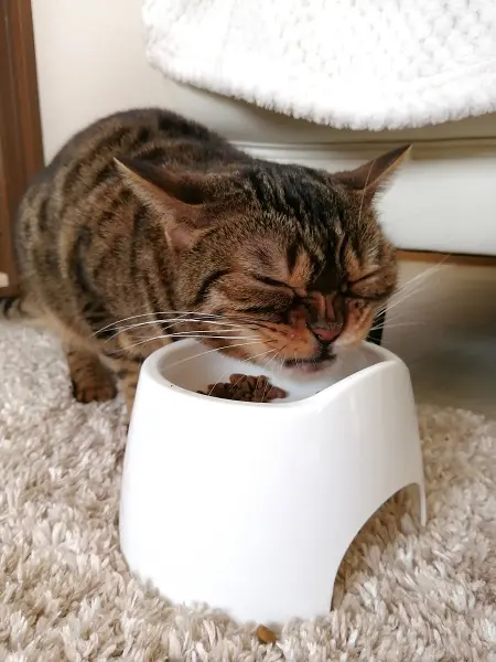 ももちゃん
