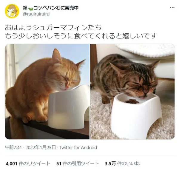 「美味しそうに食べて……」　渋い顔をして食べ続ける猫