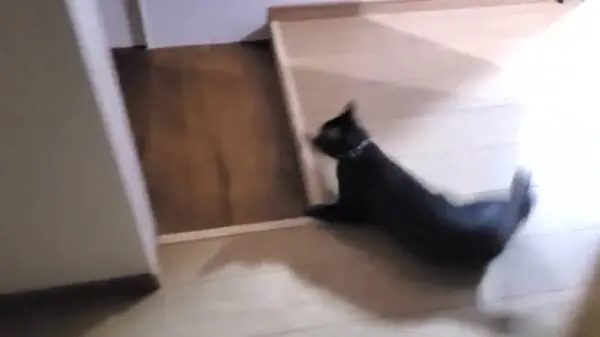 まるで頭文字D？見事なターンを披露した猫に原作ファンから熱い視線