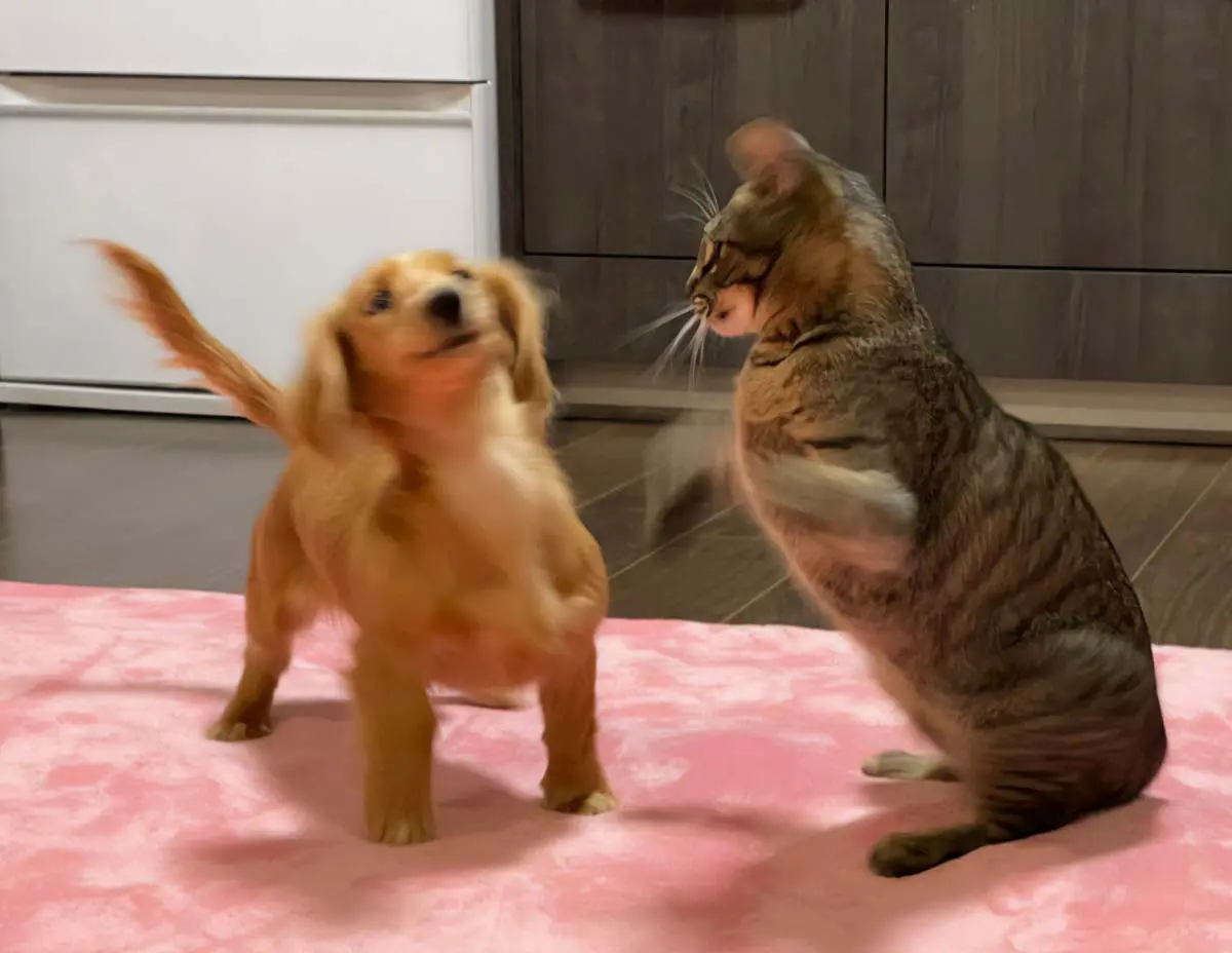 完全に見切った！猫パンチのワンツーを華麗に避ける犬