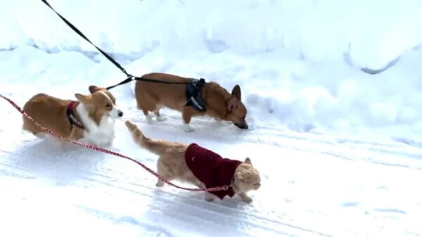 「猫は雪道を猛ダッシュします」常識を覆すニャンコの姿に衝撃