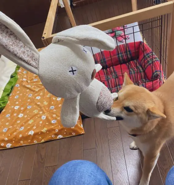 とにかく物をくわえるのが大好きなポンマリちゃん