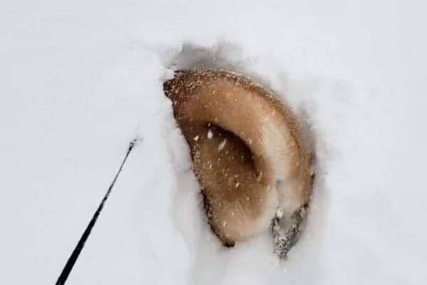 上半身がすっぽり雪にハマったあおちゃん（あおとはなさん提供）