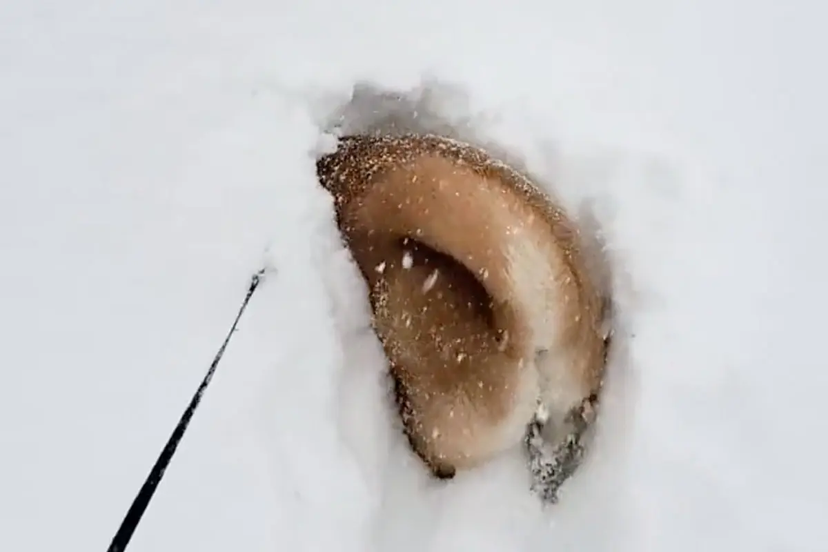 まるで「雪面の飛び魚」大雪にテンション爆上がりで飛び込む柴犬 | おたくま経済新聞