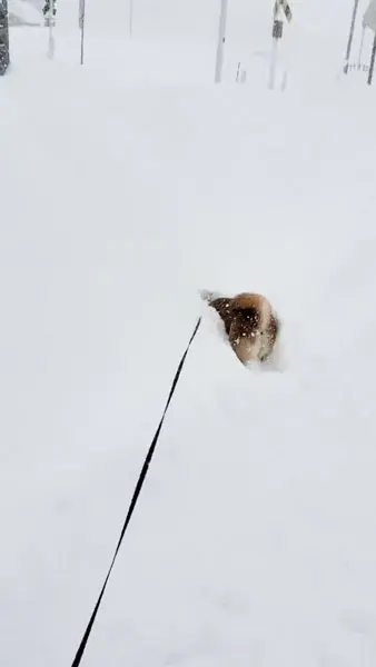 まるで「雪面の飛び魚」大雪にテンション爆上がりで飛び込む柴犬 | おたくま経済新聞