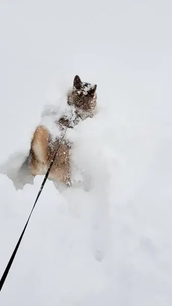 まるで「雪面の飛び魚」大雪にテンション爆上がりで飛び込む柴犬 | おたくま経済新聞