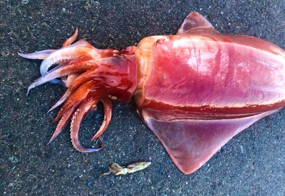 同じ日に釣り上げたソデイカとヒイカのツーショット。