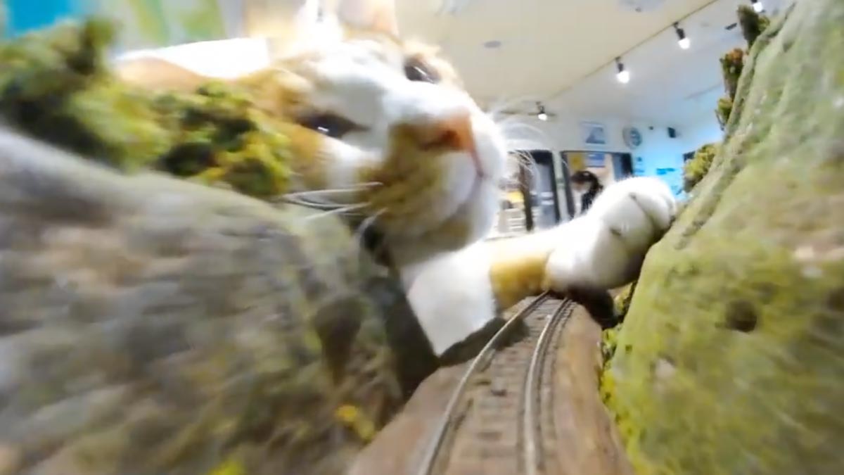 大怪獣「猫」あらわる！Nゲージ鉄道模型目線での大迫力映像