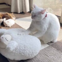 お気に入りのぬいぐるみをモミモミするミルコくん（無重力猫ミルコのお家さん提供）