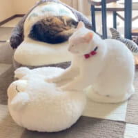 モミモミするミルコくん（無重力猫ミルコのお家さん提供）