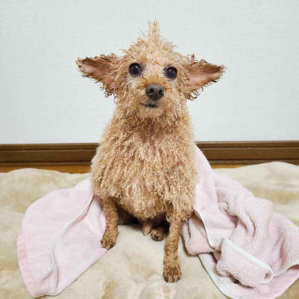入浴後の「第二形態」になったもずくくん（飼い主さん提供）