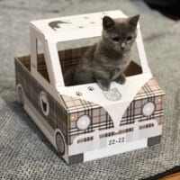 ダンボール製の猫トラック