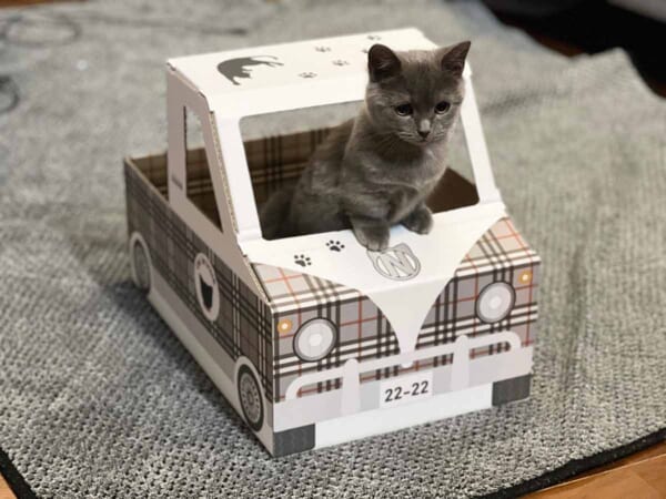 ダンボール製の猫トラック