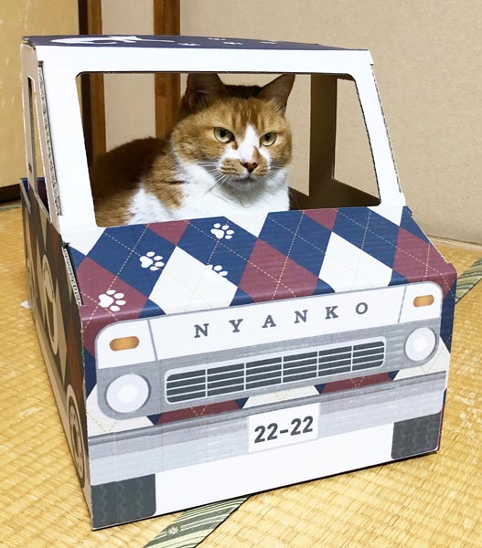 ダンボールの猫トラック