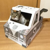 ダンボールの猫トラック（タータンチェック柄）