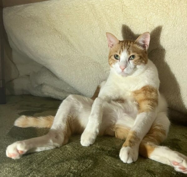 こたつが好きすぎて抜け殻に。「おっさんポーズ」の猫さんが話題。