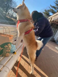 公園の散歩中の1枚。水鳥に興味津々のさくらちゃん。