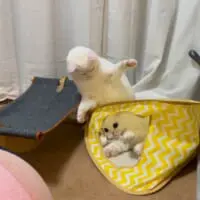再びあたーっく（月としらたまさん提供）