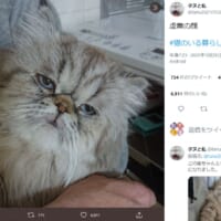 カメラに魂を抜かれた？　虚無の表情の猫さんが話題。