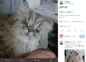 カメラに魂を抜かれた？　虚無の表情の猫さんが話題。