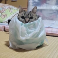 そこにゴミ箱があるからニャ。空いた瞬間に飛び込む愛猫の姿が話題。