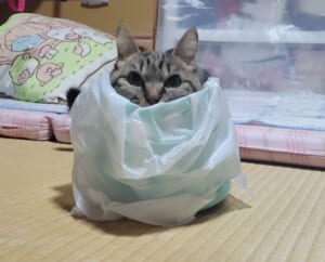 そこにゴミ箱があるからニャ。空いた瞬間に飛び込む愛猫の姿が話題。