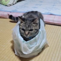 実は上半身のみひょっこりしていたトラキチちゃん。