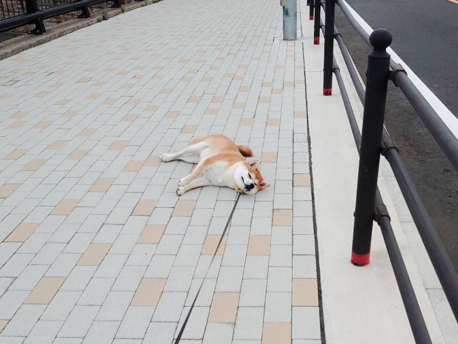 散歩に満足した犬VS飼い主の攻防　歩いている途中でゴロンと寝転び満足アピール