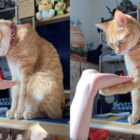 「どうしてそうなった」猫ちゃんのクセ強めな「逆さお手」