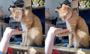 「どうしてそうなった」猫ちゃんのクセ強めな「逆さお手」