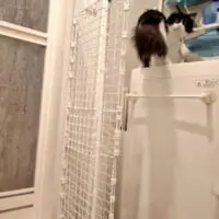 ごまちゃんと飼い主さんの戦いはまだ続きそう……
