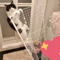 ごまちゃんには容易いことだったようです