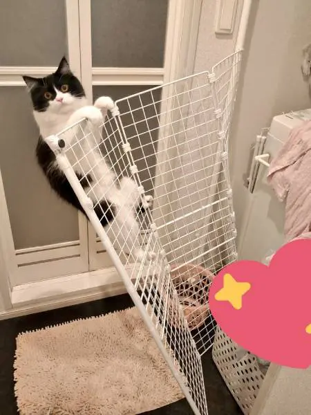 ごまちゃんには容易いことだったようです