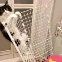 猫対策で洗濯機周辺に柵を設置も……翌日には突破され飼い主がっくり
