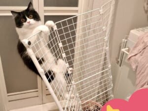 猫対策で洗濯機周辺に柵を設置も……翌日には突破され飼い主がっくり